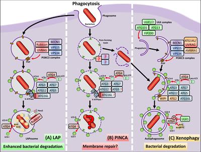 When the Phagosome Gets Leaky: Pore-Forming Toxin-Induced Non-Canonical Autophagy (PINCA)